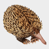 Echidna - Spiny Anteater